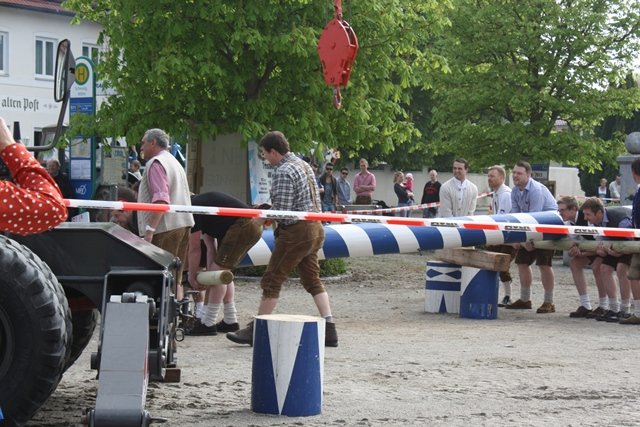 Maibaum 2013
